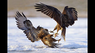 14 Best Hawk Attacks Caught On Camera!!