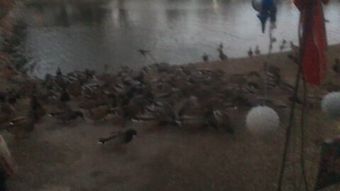 My mom feeding all the ducks in her backyard