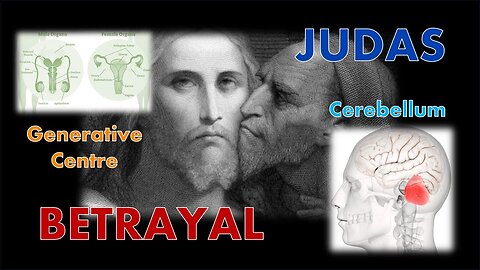 Judas the Betrayer - The Cerebellum and the Seminal Glands!
