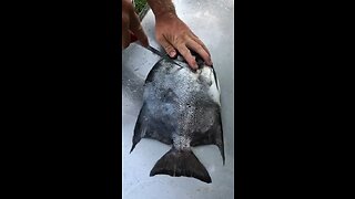 How to fillet a spadefish