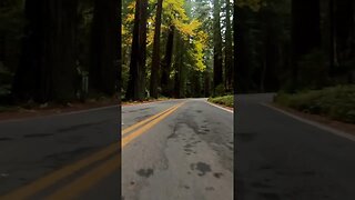 JEEP CHEROKEE XJ and a MASSIVE REDWOOD TREE in Humbolt Northern California Eel River