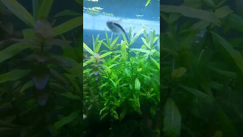 Penguin Tetra aka Hockey Stick tetra