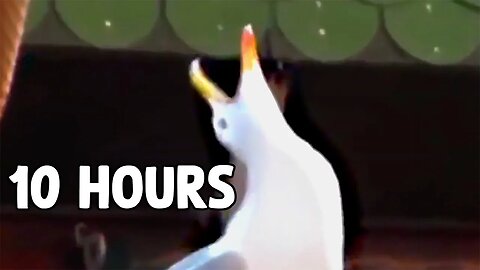 Laughing Seagull (Meme) [10 HOURS]