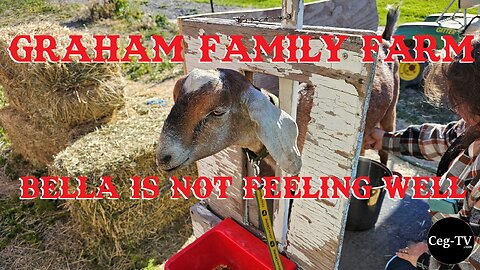 Graham Family Farm: Bella is not feeling well