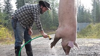 Farm to Table: Killing and Butchering a Pig at home