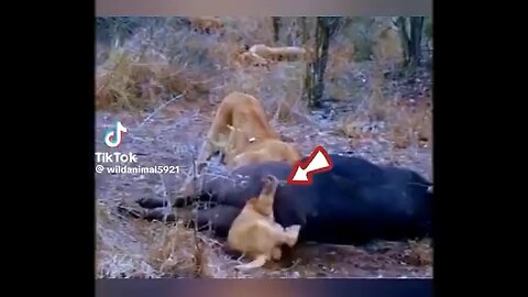 A lion cube got stuck in buffalo’s Ass.. watch what happend next🙄
