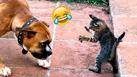 Funny Animals video 2024 || funny cat and dog || part 4