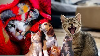 Funny cat video 2023