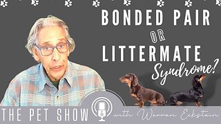 Bonded Pair vs Littermate Syndrome: What's the difference?