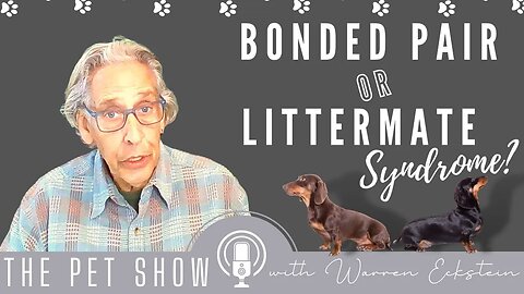 Bonded Pair vs Littermate Syndrome: What's the difference?