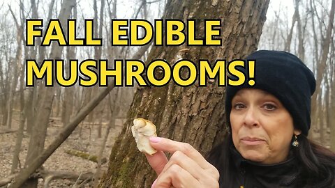 WILD MUSHROOM EXPERT Takes Me Fall Mushroom Hunting! In the Bush #92