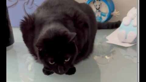Adopting a Cat from a Shelter Vlog - Cute Precious Piper Looks for Work in the Office #shorts