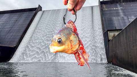 A NEW SPECIES was Living in This GIANT Spillway!!! + $3000 Fail