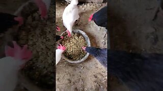 Feeding the Chickens !