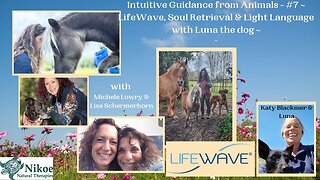 Communication from Luna the Dog, LifeWave for Animals, Soul Retrievals for Animals