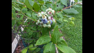 Harvesting Our First Blueberries 5/29/24