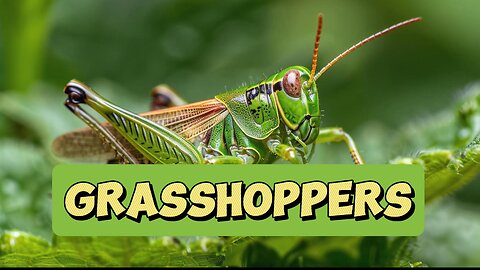 Facts About Grasshoppers