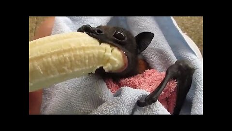 🔴 He's Cranky': Rescued Bat Enjoys Banana