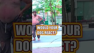 Would Your Dog Protect You? #shorts #dog