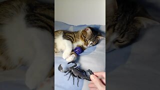 Cat Is Attacked by Scorpion #shorts