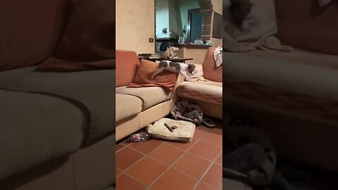 Jack Russell Puppy falls off Couch following Mum 🥹🐶