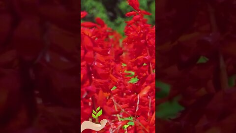 Scarlet Sage Flowers