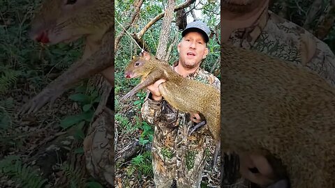 Agouti hunting in Belize with youtuber Jungleairgunner. My first harvest in Central America