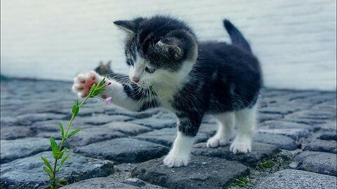 Try NOT to Laugh! 😹 A Cat and a Fire Hose SWAP ‘Fluids’ 💦 (#223) #Clips