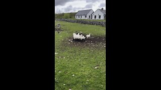 Sheepdogs Ireland