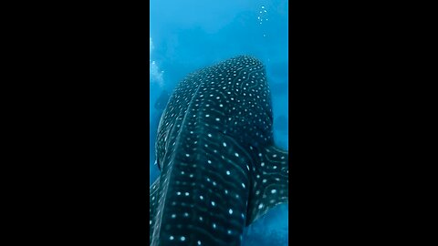 World's Largest 🐟 Fish: The Whale Shark