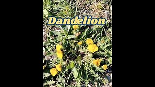 Pharmaceutical companies don't want you to know about dandelion - HEALTHandDETOX