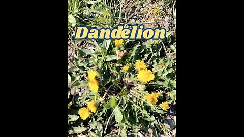 Pharmaceutical companies don't want you to know about dandelion - HEALTHandDETOX