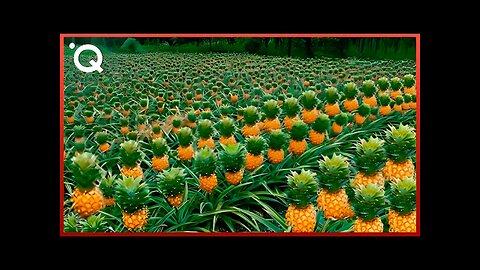 Pineapple Harvesting & Processing | Largest Exotic Fruit Production in the World