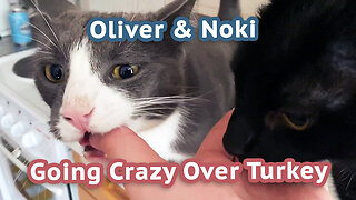 Two Cats Go Crazy Over Turkey: Noki and Oliver