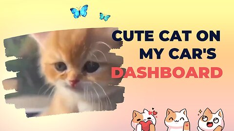 Cute Kitty Videos on car dashboard Best Funny Cat Videos 2023 #Shorts#ytshorts #kitty