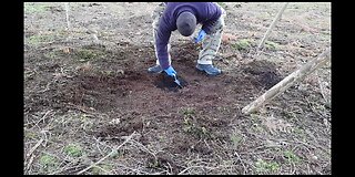 Digging firepit. Woodland wildcamping 20th Jan 2023
