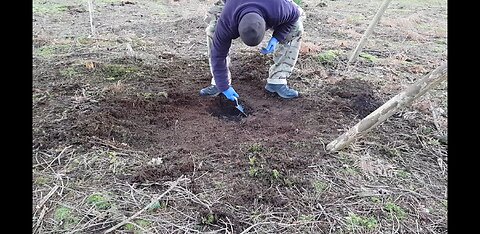 Digging firepit. Woodland wildcamping 20th Jan 2023