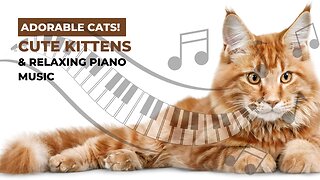 Join the Purr-fect Cozy Night In with These Adorable Cats & Soothing Piano Tunes
