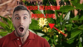 THE PLANT THAT WILL SOLVE YOUR BEDROOM PROBLEMS: FADOGIA AGRESTIS