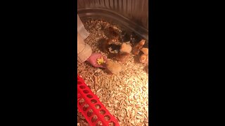 Chicks