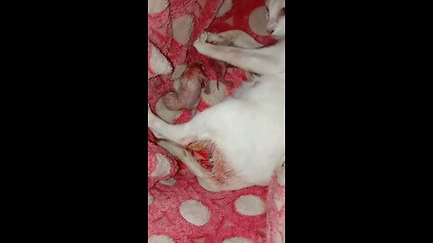 My cat has given birth ( part 3)#cat #baby #cute #animals