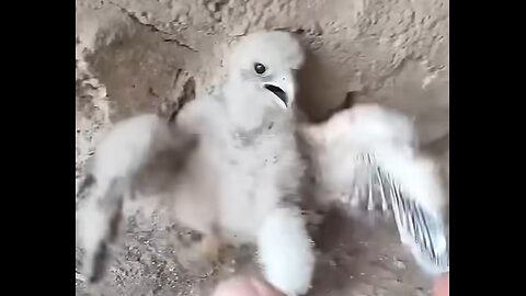 Man rescues Orphaned eagle chick and raises it
