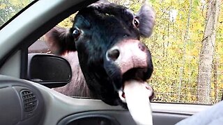 FUNNIEST ANIMAL VIDEOS OF THE YEAR!