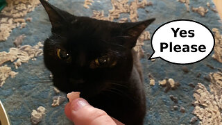 Vilma Cat Eating Turkey Bits: Closeup Edition