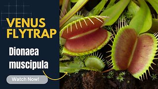 The Venus flytrap (Dionaea muscipula)