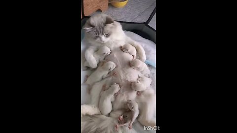 the_mother_cat_feeding_Small_kittens_👌👌💞