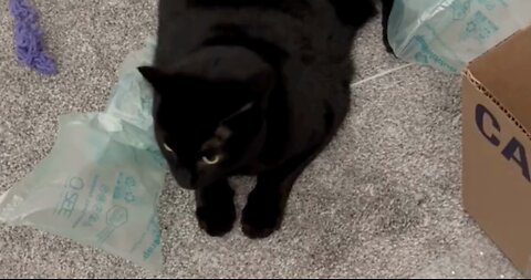 Adopting a Cat from a Shelter Vlog - Cute Precious Piper Manages the Shipping Materials #shorts