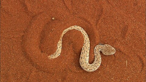 Terrifying: The Venomous Sidewinder Snake