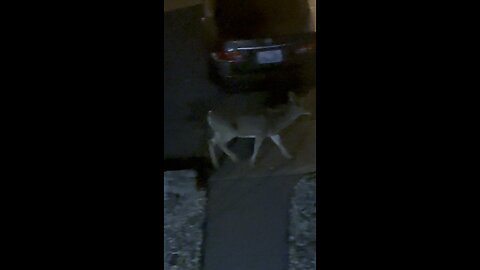 Deer right outside my bedroom window.