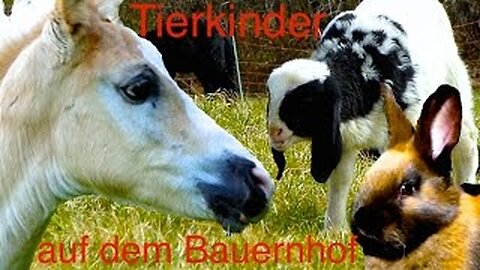 Animal Kids on the Farm - Cute Calves, Foals, Lambs, Piglets and Chicks, Kids Movie Animals HD